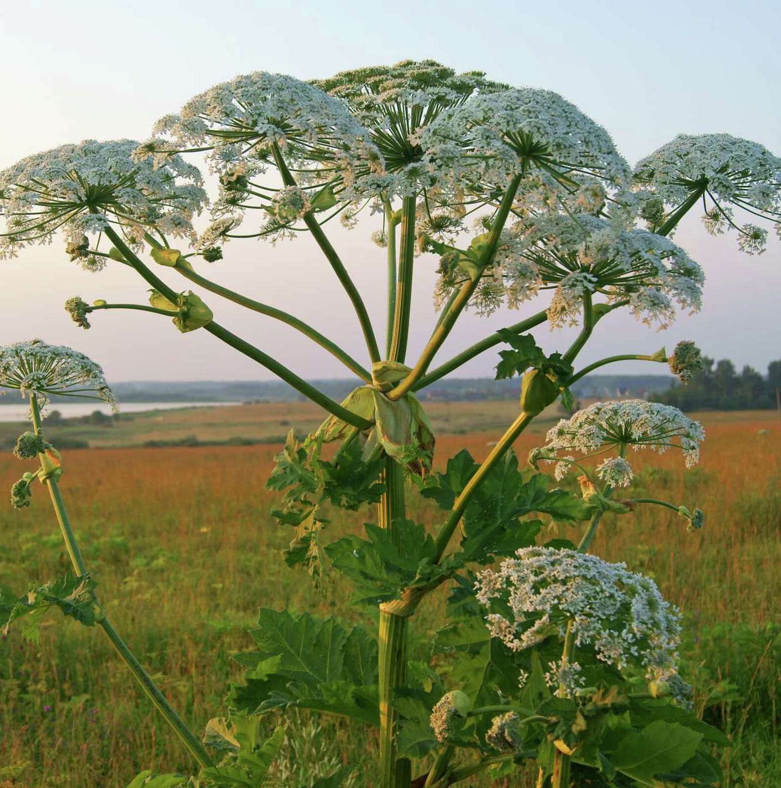 10 Plants to Avoid in Your Garden Garden on a Roll
