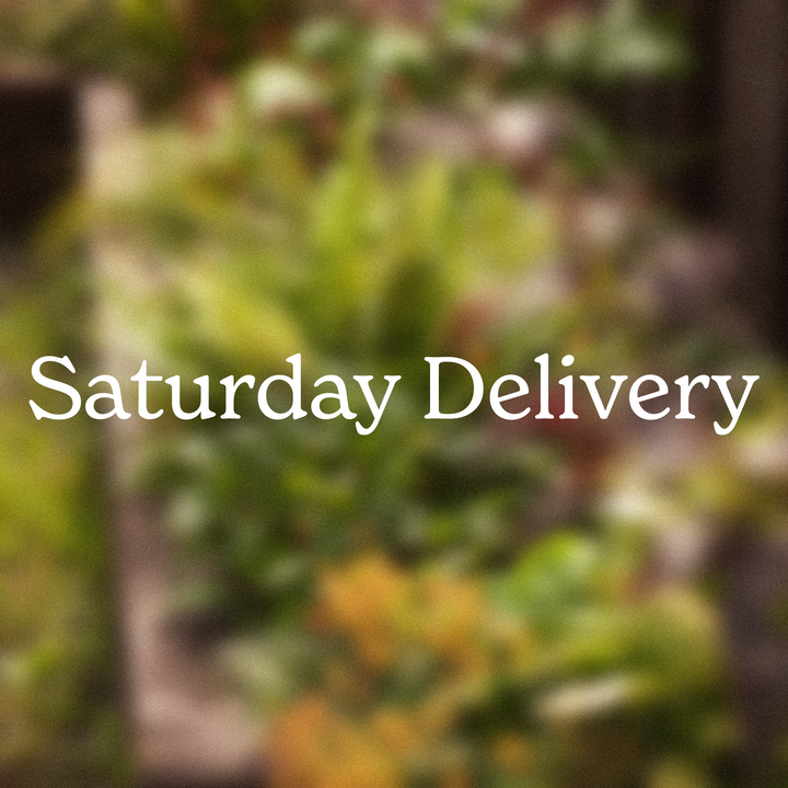 Express Saturday Delivery
