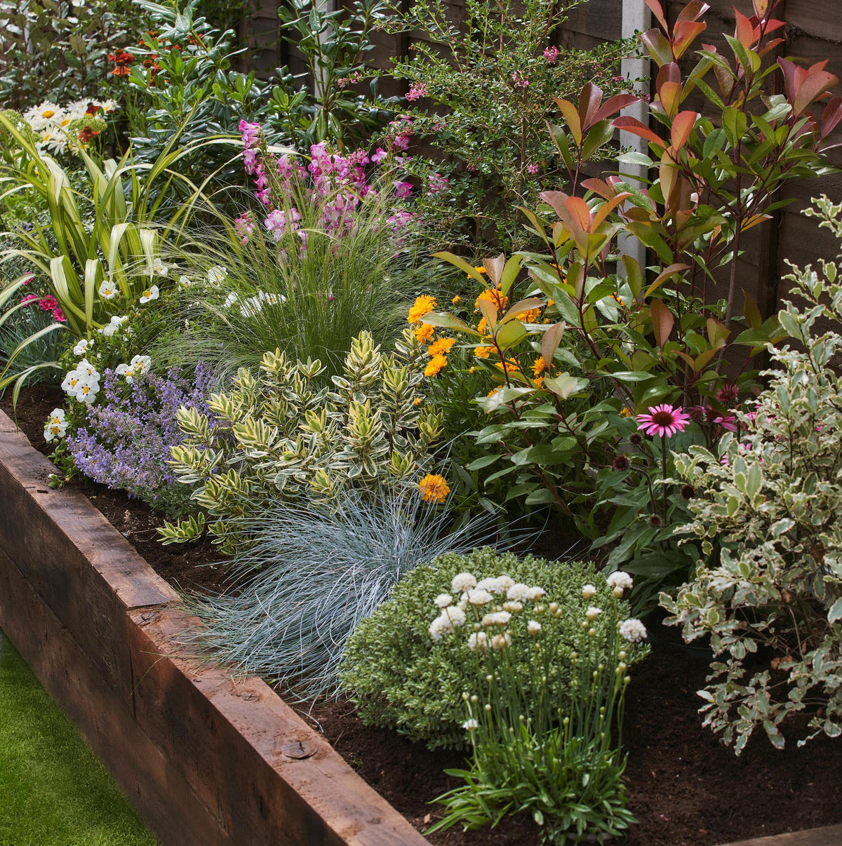 Quick Care Guide: Sunny Garden Border