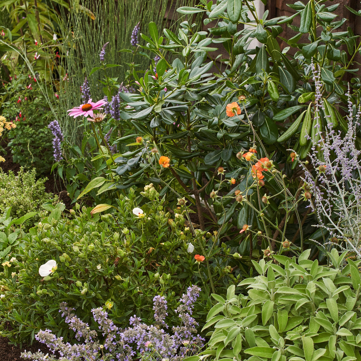 Quick Care Guide: Sensory Garden Border