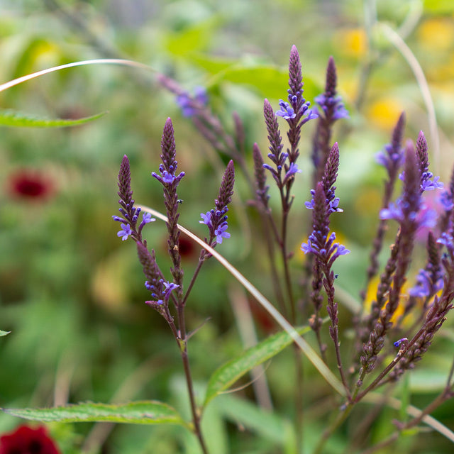 Cottage Garden Plants