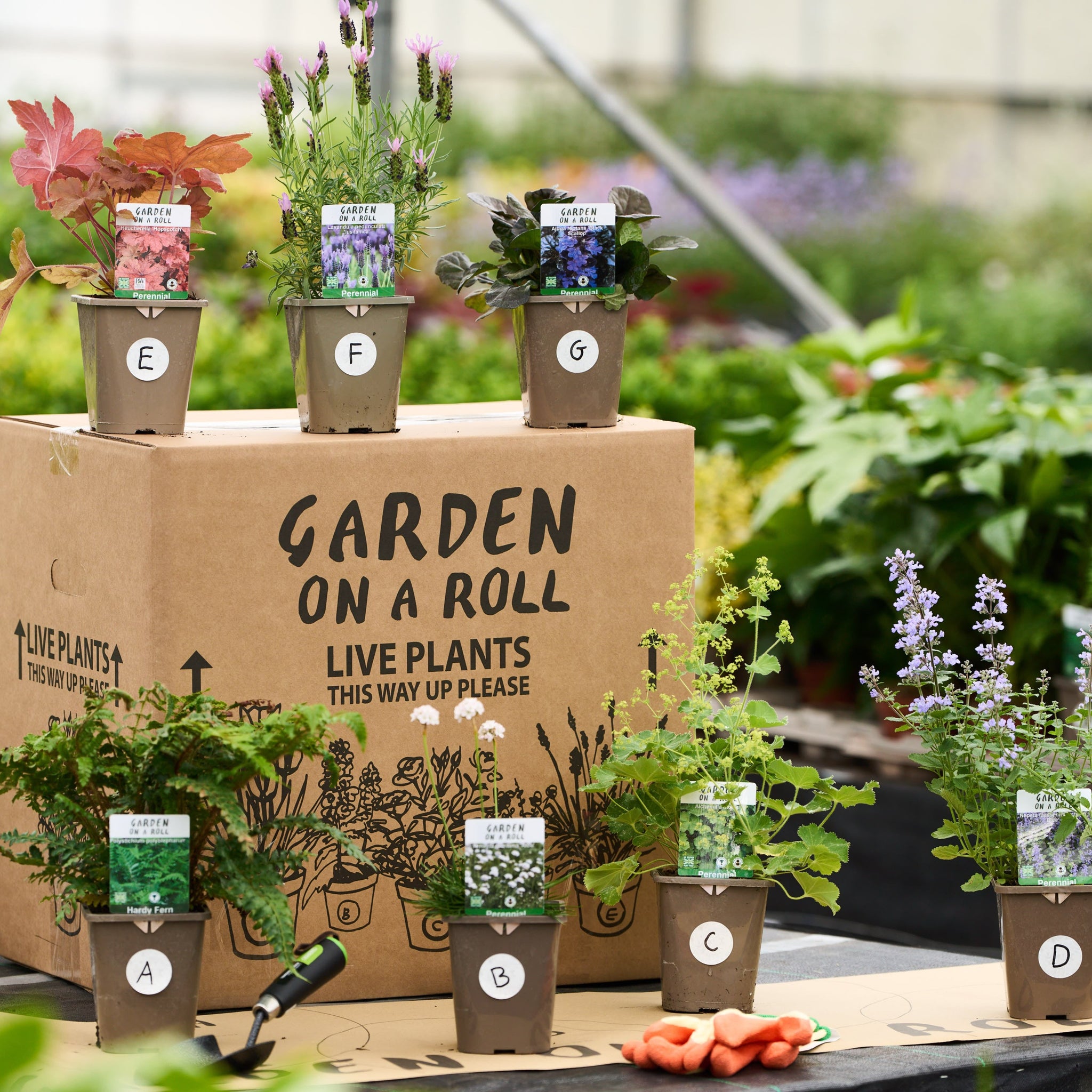 Garden Rols Shrubs and Plants for Sunny Borders | Garden on a Roll