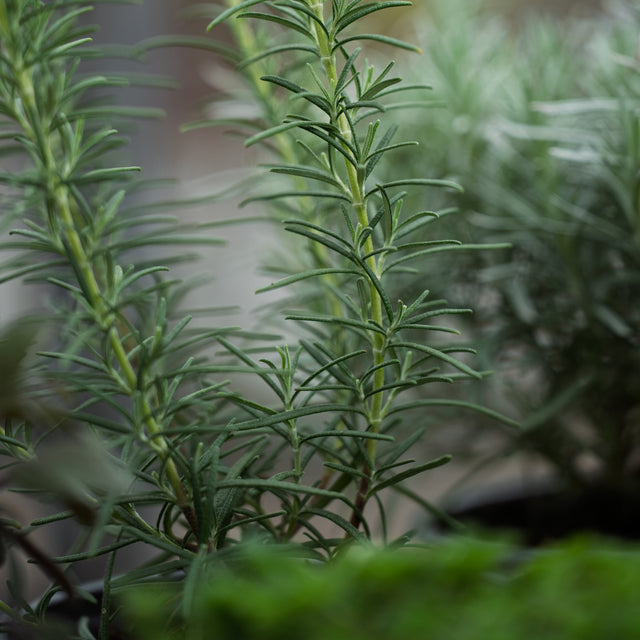 Sensory Garden Plants