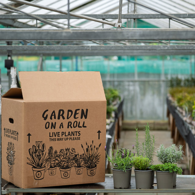 Sensory Garden Plants