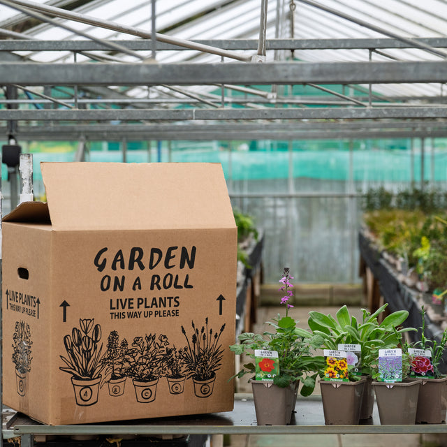 Cottage Garden Plants