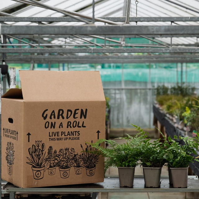 Fern Selection Packs