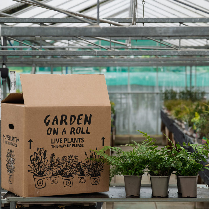 Fern Selection Pack