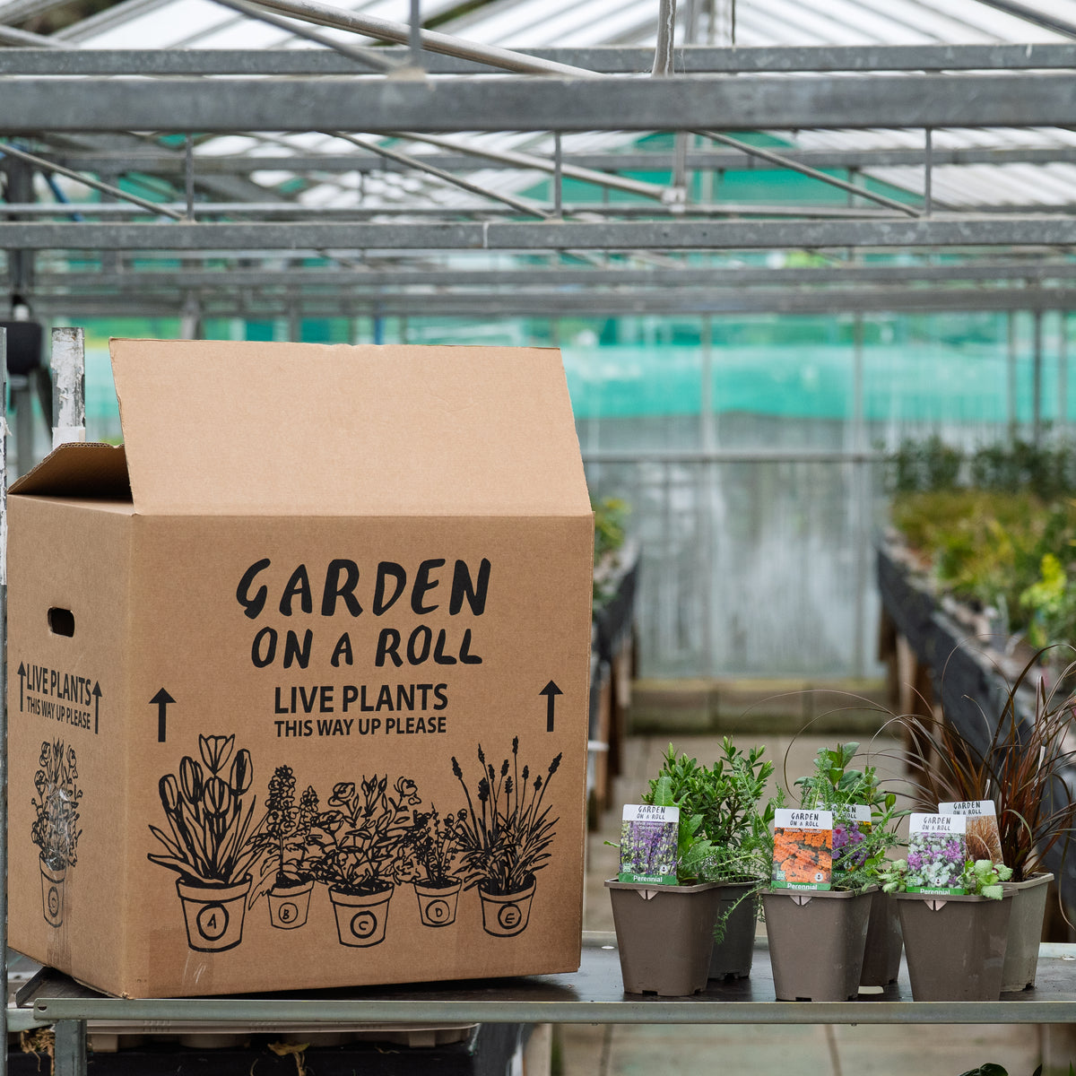 Sunny Plants Pack
