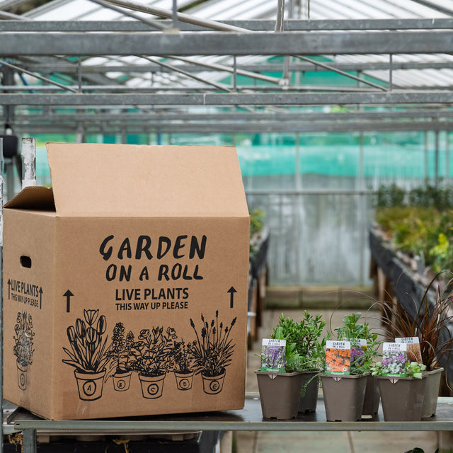 Sunny Plants Pack