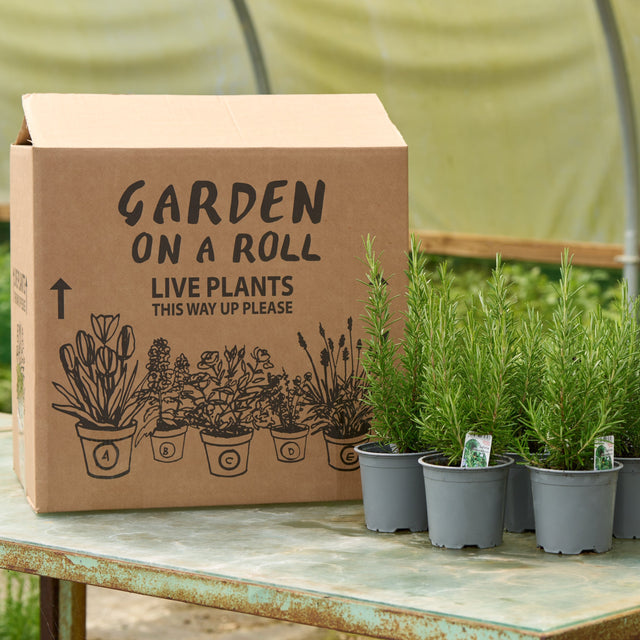 Rosmarinus officinalis Hedging Pack