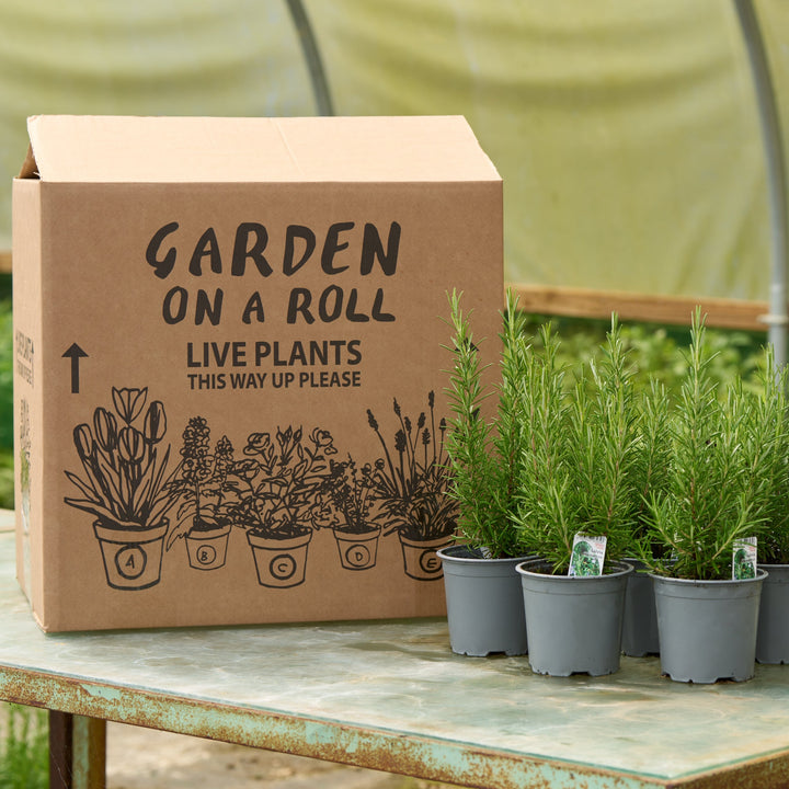 Rosmarinus officinalis Bundle Hedging