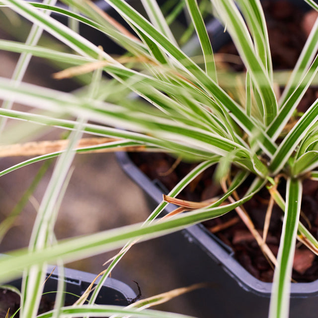 Grass Selection Pack
