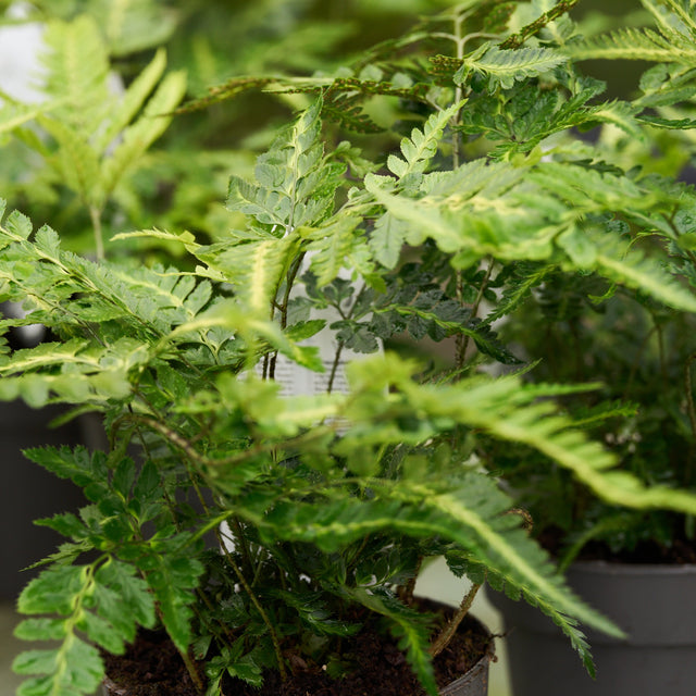 Fern Selection Packs