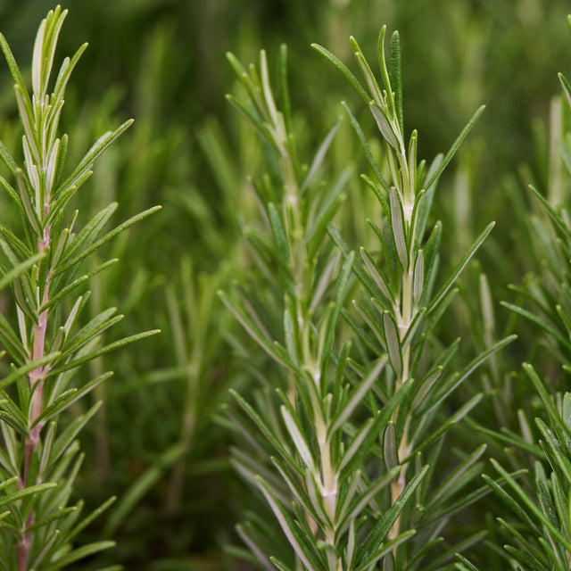 Rosmarinus officinalis Hedging Pack
