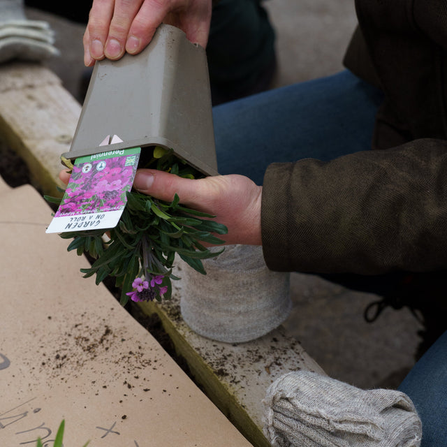 Biodegradable Wool Pots