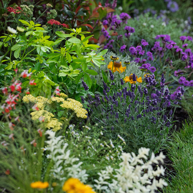 Nature-friendly Sunny Border