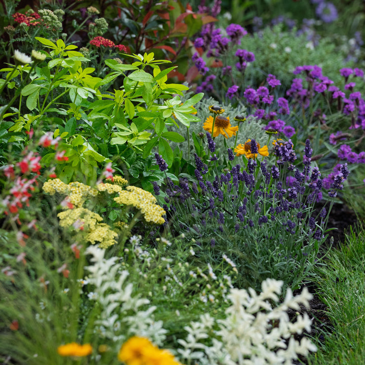 Nature-friendly Sunny Border
