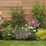 Colourful English-cottage-style garden border with pink penstemon, echinacea, nepeta, white scabious and ornamental grasses beside a wooden fence.