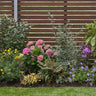 Mature Garden on a Roll shady border with pink hydrangeas, ferns and purple geraniums planted beside a wooden fence.