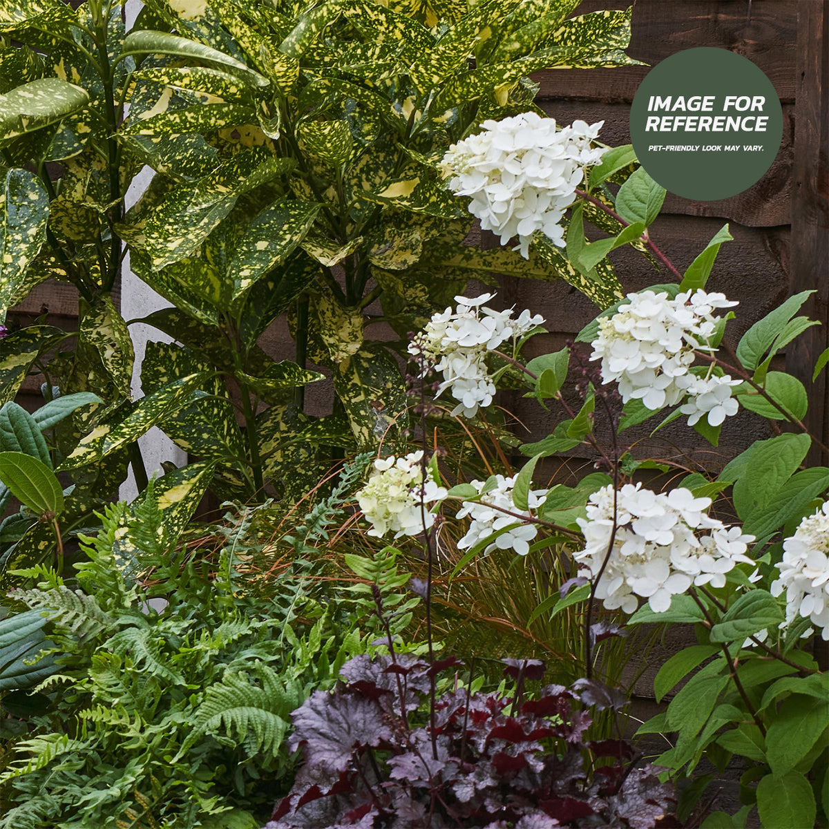 Pet-friendly shady garden border with white hydrangeas, ferns, dark heuchera and variegated evergreen foliage beside a wooden fence.