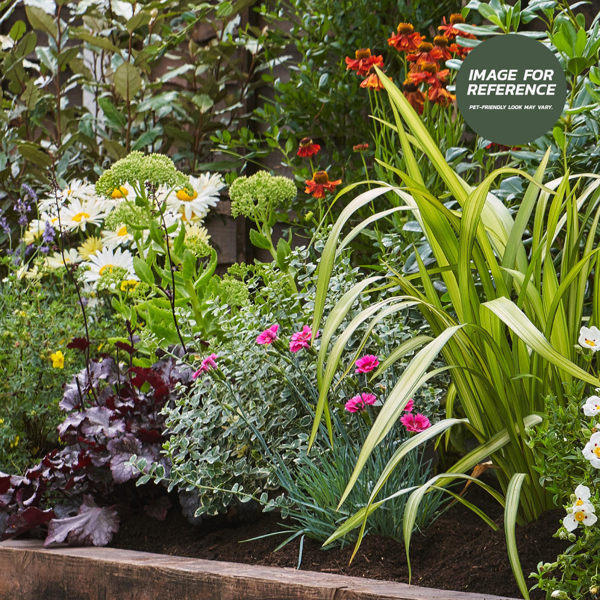 Example pet-friendly sunny garden border with white daisies, orange flowers, pink dianthus, heuchera and architectural foliage.