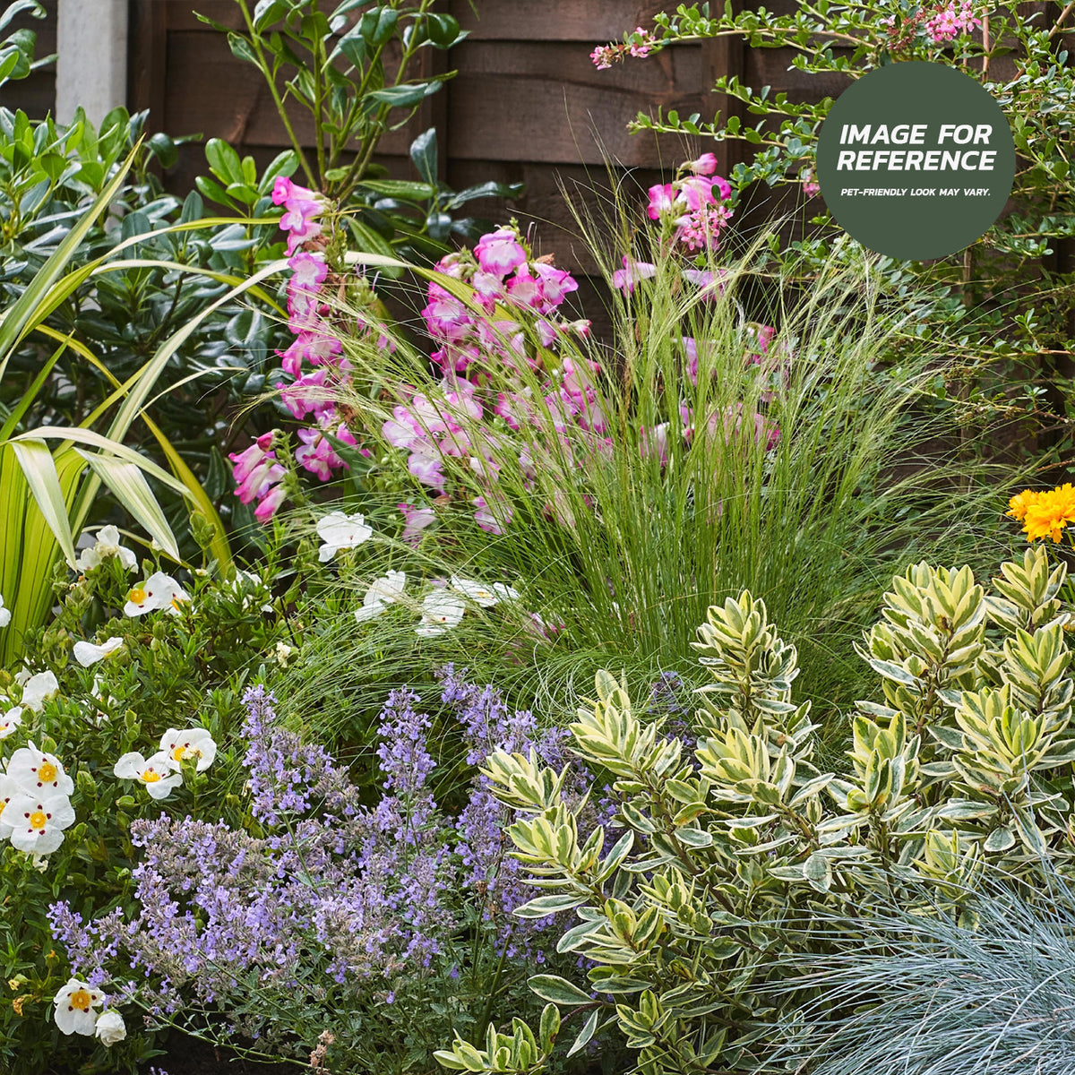 Example pet-friendly sunny garden border with pink flowers, ornamental grasses, purple flowering perennials and variegated evergreen foliage.