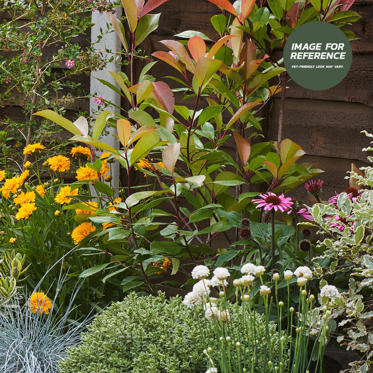 Pet-friendly sunny garden border with pink and orange flowers, ornamental grasses, evergreen shrubs and colourful foliage.