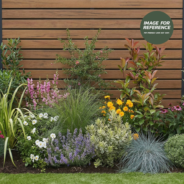 Pet-friendly sunny garden border with colourful flowering perennials, ornamental grasses and evergreen shrubs beside a wooden fence.