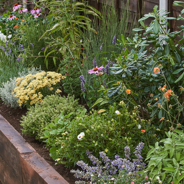 Sensory Garden Border