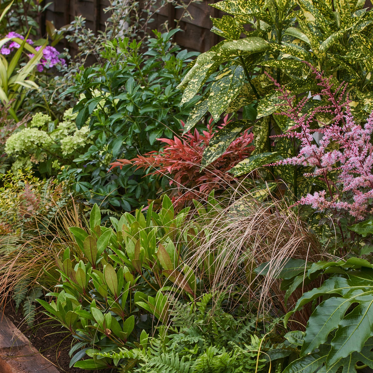 Evergreen Shady Border Plants Garden on a Roll