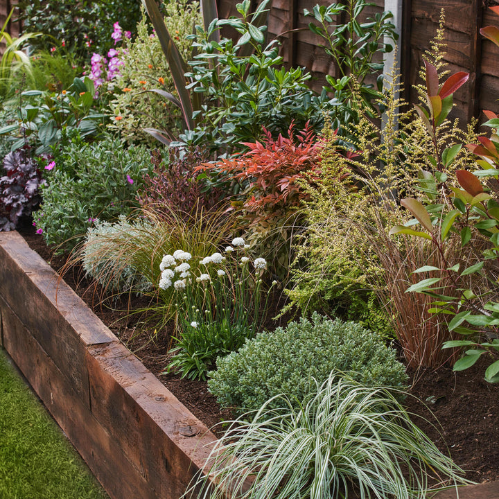 Evergreen Sunny Garden Border