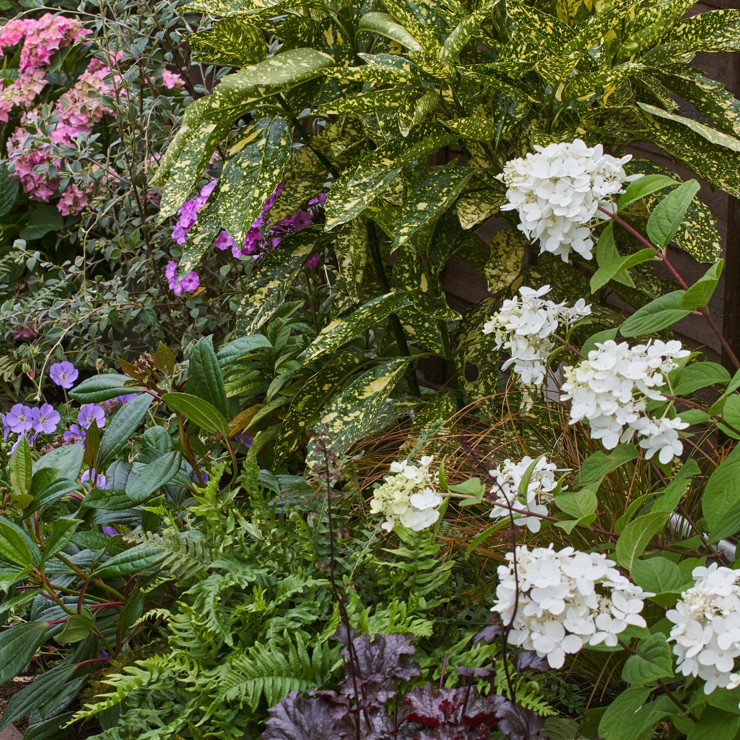 Shrubs and Plants for Shady Borders Garden on a Roll