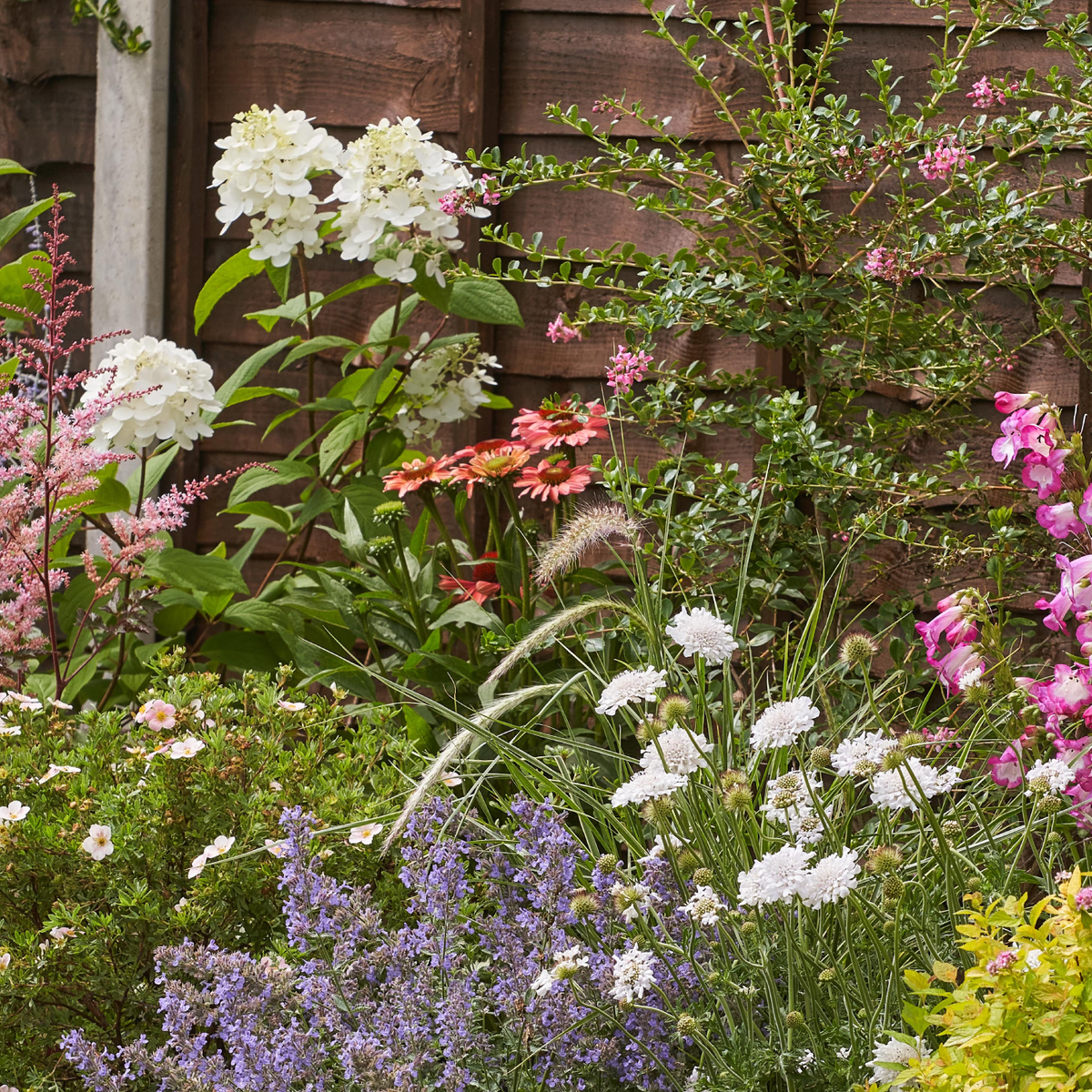 English cottage garden border with white hydrangeas, pink echinacea, purple nepeta, white scabious and ornamental grasses.