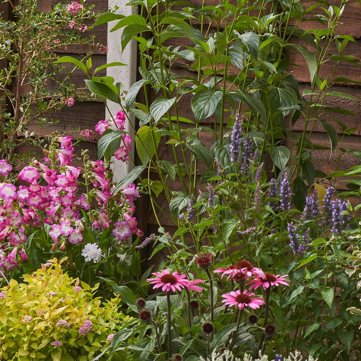 English cottage garden border with pink penstemon and echinacea, purple flower spikes and layered green and golden foliage.