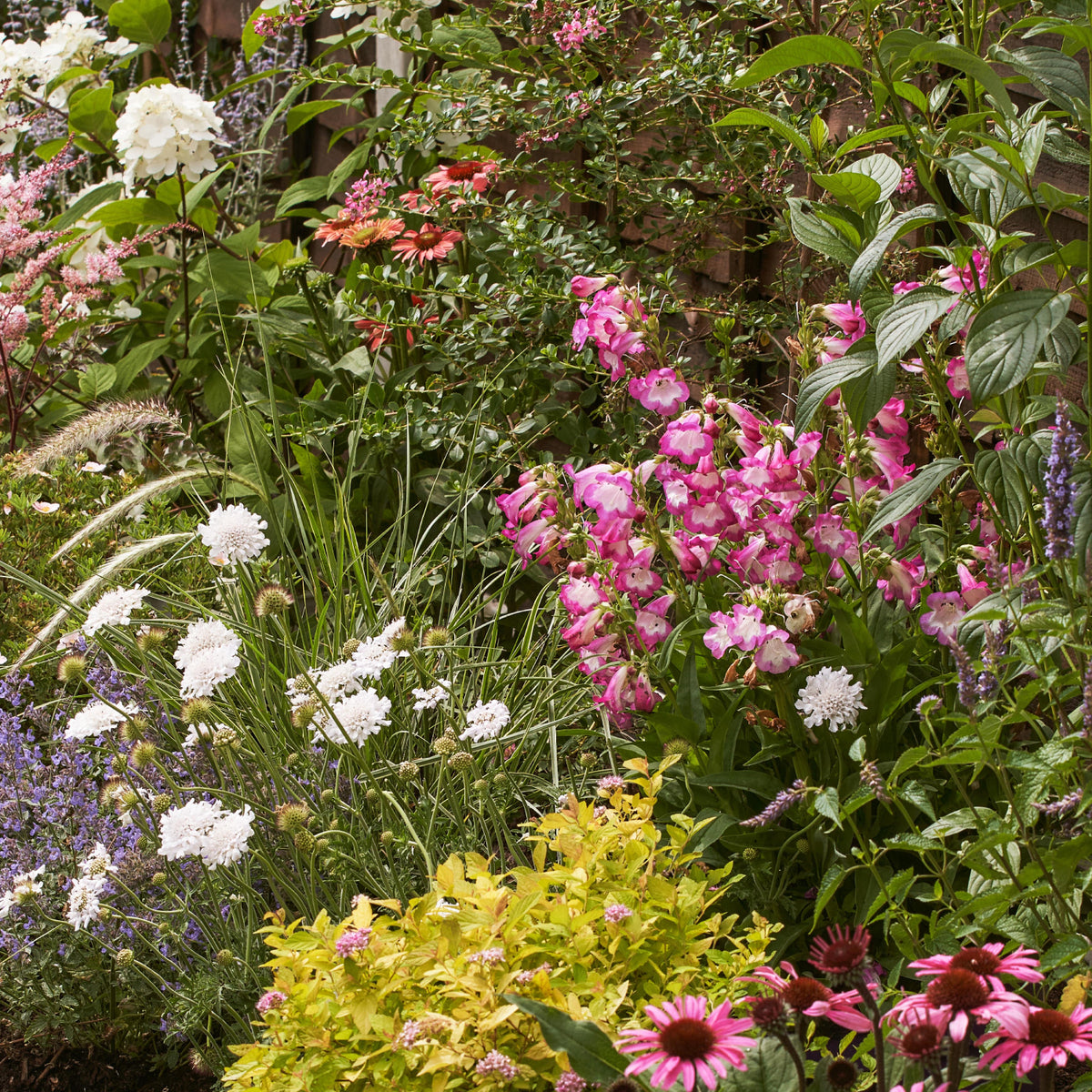 Mature English cottage garden border with pink penstemon and echinacea, white hydrangeas and scabious, ornamental grasses and layered foliage.