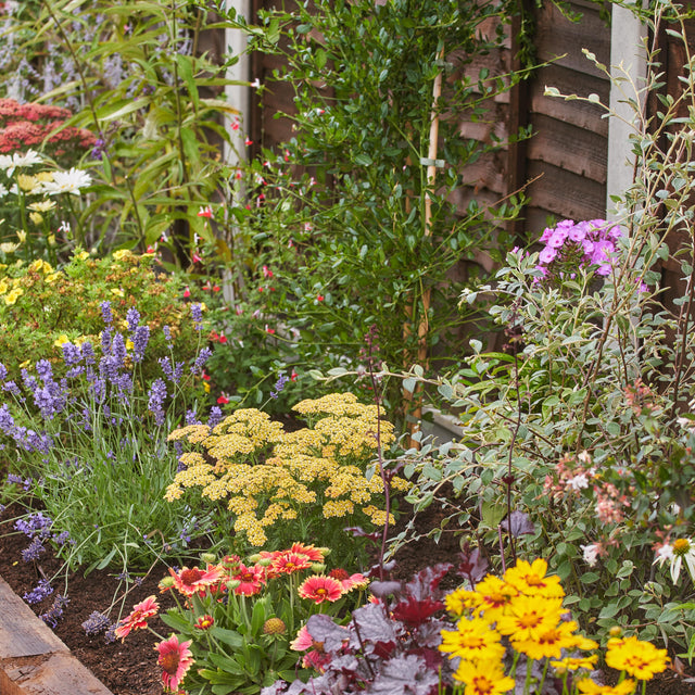 Colourful wildlife-friendly garden border with lavender, yellow achillea, flowering perennials and layered shrubs beside a wooden fence.